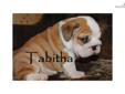 Price: $2500
Gorgeous TONS of WRINKLES! 100% European Bloodlines Champion Sired Prices from $2500 and up! Shipping Available! CLICK HERE: http://www.ValleyPuppies.com/Bulldogs.html Call or Text: Jessica (956)457-8150
Source:
