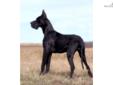Price: $1200
This advertiser is not a subscribing member and asks that you upgrade to view the complete puppy profile for this Great Dane, and to view contact information for the advertiser. Upgrade today to receive unlimited access to NextDayPets.com.
