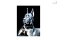 Price: $2000
This advertiser is not a subscribing member and asks that you upgrade to view the complete puppy profile for this Great Dane, and to view contact information for the advertiser. Upgrade today to receive unlimited access to NextDayPets.com.