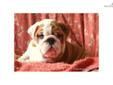 Price: $2500
Beautiful AKC English Bulldog Puppies Available with European International Grand Champion Bloodlines. The father is my European import "Titus" whose sire and grandsire are both European International Grand Champions! Puppies were born Dec.