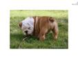 Price: $2200
Beautiful AKC English Bulldog Puppies Available with European International Grand Champion Bloodlines, sired from my European import "Titus". Puppies were born Aug. 20th, and come current on shots and dewormings, and a 1 yr. health guarantee.