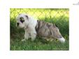 Price: $2300
Beautiful AKC English Bulldog Puppies Available with European International Grand Champion Bloodlines. The mother, Panda, was sired from my European import "Titus". Puppies were born Aug. 31st, and come current on shots and dewormings, and a