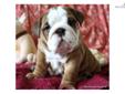 Price: $2500
Beautiful AKC English Bulldog Puppies Available with European International Grand Champion Bloodlines. The mother is my European Import "Molly", who was sired by International Grand Champion Wencar Touch of White. Puppies were born Sep. 10th,
