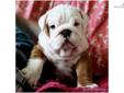 Price: $2400
Beautiful AKC English Bulldog Puppies Available with European International Grand Champion Bloodlines. The mother is my European Import "Molly", who was sired by International Grand Champion Wencar Touch of White. Puppies were born Sep. 10th,