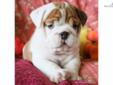 Price: $2800
Beautiful AKC English Bulldog Puppies Available with European International Grand Champion Bloodlines. The mother is my European Import "Molly", who was sired by International Grand Champion Wencar Touch of White. Puppies were born Sep. 10th,