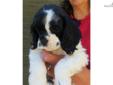 Price: $600
This advertiser is not a subscribing member and asks that you upgrade to view the complete puppy profile for this Cocker Spaniel, and to view contact information for the advertiser. Upgrade today to receive unlimited access to NextDayPets.com.