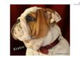 Price: $1800
Hi this is Kratos.Kratos is a big beautiful boy with lots of wrinkles and show potential. So hurry and pick Kratos to show off what an excellent puppy you have! BluegrassBulldog is now interviewing potential homes for our newest litter of