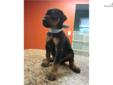 Price: $1500
We currently have available black and rust females at this time . These will be powerfully built European dobermans , with great muscle structure, , large and powerful head type , with square muzzle , and deep rust colored ,markings . They