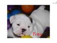 Price: $2800
BluegrassBulldog is now interviewing potential homes for our newest litter of English Bulldogs. Layla has 15 champions in her 5 generation pedigree, including her father. The sire of this litter, CH. Eli is a champion himself with 44