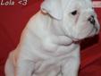 Price: $2800
AKC Registered Grand Champion Sired with a beautiful pedigree. She is a beautiful all white female. Lola is solid white with no spots, absolutely beautiful girl. Has sow potential. Lola has great bone, nice big head. She will be current on