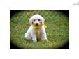 Price: $2000
This advertiser is not a subscribing member and asks that you upgrade to view the complete puppy profile for this Goldendoodle, and to view contact information for the advertiser. Upgrade today to receive unlimited access to NextDayPets.com.