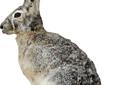 Extreme Dimension Wildlife Phantom Decoy - Jack Rabbit ED-PD-513
Manufacturer: Extreme Dimension Wildlife
Model: ED-PD-513
Condition: New
Availability: In Stock
Source: http://www.fedtacticaldirect.com/product.asp?itemid=58021