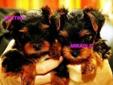 Hello everyone,we are happy to announce that Destiny(male) and miracle(female) are still available for pickup!!!!.They are 12 weeks 2 days and they are very small Purebred teacup Yorkie puppies. These sweet girl and boy has been born and raised indoors