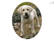 Price: $1850
This advertiser is not a subscribing member and asks that you upgrade to view the complete puppy profile for this Labrador Retriever, and to view contact information for the advertiser. Upgrade today to receive unlimited access to