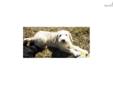 Price: $400
I am ready for my Forever Family! I am a Creame & White Party F1 Labradoodle (I am 1 of a litter of 5). I have a great personality and am very interactive. My mom, Jenny, is a black AKC registered Labradore Retriever with a great personality.