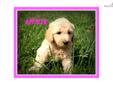 Price: $800
This advertiser is not a subscribing member and asks that you upgrade to view the complete puppy profile for this Goldendoodle, and to view contact information for the advertiser. Upgrade today to receive unlimited access to NextDayPets.com.