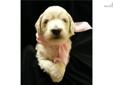 Price: $1200
This advertiser is not a subscribing member and asks that you upgrade to view the complete puppy profile for this Goldendoodle, and to view contact information for the advertiser. Upgrade today to receive unlimited access to NextDayPets.com.
