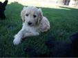 Price: $900
This advertiser is not a subscribing member and asks that you upgrade to view the complete puppy profile for this Labradoodle, and to view contact information for the advertiser. Upgrade today to receive unlimited access to NextDayPets.com.