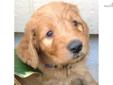 Price: $1500
Corky is just what I hoped for in this litter, with good looks, excellent conformation and a pleasing temperament. He is very sociable and comes running when I step into their pen. Corky is a laid back, yet still playful and inquisitive puppy