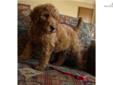 Price: $600
This advertiser is not a subscribing member and asks that you upgrade to view the complete puppy profile for this Labradoodle, and to view contact information for the advertiser. Upgrade today to receive unlimited access to NextDayPets.com.