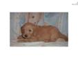 Price: $900
This advertiser is not a subscribing member and asks that you upgrade to view the complete puppy profile for this Goldendoodle, and to view contact information for the advertiser. Upgrade today to receive unlimited access to NextDayPets.com.