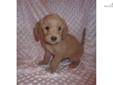 Price: $1000
This advertiser is not a subscribing member and asks that you upgrade to view the complete puppy profile for this Goldendoodle, and to view contact information for the advertiser. Upgrade today to receive unlimited access to NextDayPets.com.