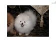 Price: $2400
This advertiser is not a subscribing member and asks that you upgrade to view the complete puppy profile for this Pomeranian, and to view contact information for the advertiser. Upgrade today to receive unlimited access to NextDayPets.com.