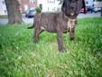 Price: $400
Female English Mastiff. She will come leash trained and potty trained for outside. She is brindle with apricot highlights. She is ready for a new home now. Includes crate, physical and rabbis shot.
Source: