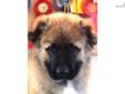 Price: $0
Est-Alfa Cucasian Ovcharka Kennel. Healthy, adorable puppies. Parents coming from established lines of show and working titled dogs, that includes Russia Champions, World Winners and National Specialty Winners. Our Contract guarantees health,