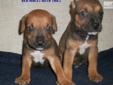 Price: $400
AMERICAN BANDOGGE MASTIFF & CANIS PANTHER pups. The ultimate in protection breeds! Registered pups, parents on site F2 breeding, & Grand parents on site!! Will be large dogs great for family with very limited health issues from the diluted