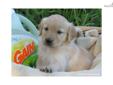 Price: $650
At http://www.albarkkennels.com, This is GOLDEN RETRIEVER: LEANNE (F) - LEANNE is a fantastic puppy. She?s a pretty and fun-loving Golden Retriever. Ready to be picked up by July 03,2013. The Kauffman family lives in beautiful Oakland,