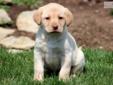 Price: $550
This Yellow Lab puppy is looking for her forever family. She is vet checked, vaccinated, wormed and comes with a 1 year genetic health guarantee. This puppy is raised with children. Please contact us for more information or check out our