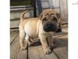 Price: $600
Samson is a gorgeous fawn /w black mask hoarse coat mini. He has nice wrinkles and great eyes. He loves people and is great with the other pups. He loves his green chew toy and loves attention...just as long as he does not spend to much time