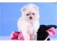 Price: $1399
FeFe is a beautiful ACA registered Maltese. She is very playful, super healthy, and very well socialized. This little girl will really melt your heart and will only be 4 pounds full grown. It is so cute just to watch her little legs hop