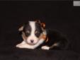 Price: $600
This advertiser is not a subscribing member and asks that you upgrade to view the complete puppy profile for this Welsh Corgi, Pembroke, and to view contact information for the advertiser. Upgrade today to receive unlimited access to