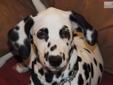 Price: $1500
We have this one lovely girl remaining and she is black spotted. Pups are happy, well adjusted and raised with kids and other dogs. Pups come with AKC limited registration, pedigree, microchip, 3 sets of shots, dewormmed, 4 year health