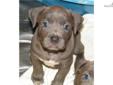 Price: $3000
Pups Born April 25th, 2013. This is Colossal Clyde's first litter in almost a year. If you want something from this behemoth, this is the litter as these two have produced fantastic bullies in the past. Dual-Registered Purple Ribbon Puppies -