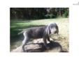 Price: $500
This advertiser is not a subscribing member and asks that you upgrade to view the complete puppy profile for this Weimaraner, and to view contact information for the advertiser. Upgrade today to receive unlimited access to NextDayPets.com.