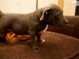 Price: $1000
This advertiser is not a subscribing member and asks that you upgrade to view the complete puppy profile for this American Bully, and to view contact information for the advertiser. Upgrade today to receive unlimited access to