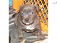 Price: $3000
Pups Born April 25th, 2013. This is Colossal Clyde's first litter in almost a year. If you want something from this behemoth, this is the litter as these two have produced fantastic bullies in the past. Dual-Registered Purple Ribbon Puppies -