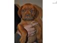 Price: $1200
This advertiser is not a subscribing member and asks that you upgrade to view the complete puppy profile for this Dogue De Bordeaux, and to view contact information for the advertiser. Upgrade today to receive unlimited access to
