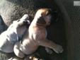 Price: $750
I have a female Boerboel puppy available to a good home. She was born July 13, 2013. She is fawn with a black muzzle and white on her chest. She has a fun outgoing personality and is very smart. I own both her parents. She is a pure bred from