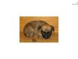 Price: $350
This advertiser is not a subscribing member and asks that you upgrade to view the complete puppy profile for this Brussels Griffon, and to view contact information for the advertiser. Upgrade today to receive unlimited access to
