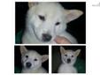 Price: $600
This advertiser is not a subscribing member and asks that you upgrade to view the complete puppy profile for this Shiba Inu, and to view contact information for the advertiser. Upgrade today to receive unlimited access to NextDayPets.com. Your