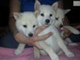 Price: $600
This advertiser is not a subscribing member and asks that you upgrade to view the complete puppy profile for this Shiba Inu, and to view contact information for the advertiser. Upgrade today to receive unlimited access to NextDayPets.com. Your