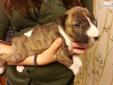 Price: $1200
Meet Zeusette! Our pretty mini me is named after her father beacuse she looks just like her daddy. She is a petite baby girl who enjoys sleeping and protecting the puppy nursery. When ever someone comes close to the door shes the first to