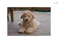 Price: $1400
Beautuful female Goldendoodle puppies for sale. They have amazing temperaments and the very best manners. They have been raised on a family farm with children and other pets. All of them are up to date on shots and dewormings. Prices may vary