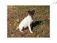 Price: $400
This advertiser is not a subscribing member and asks that you upgrade to view the complete puppy profile for this Jack Russell Terrier, and to view contact information for the advertiser. Upgrade today to receive unlimited access to
