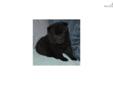Price: $800
This advertiser is not a subscribing member and asks that you upgrade to view the complete puppy profile for this Schipperke, and to view contact information for the advertiser. Upgrade today to receive unlimited access to NextDayPets.com.