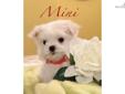 Price: $1600
This advertiser is not a subscribing member and asks that you upgrade to view the complete puppy profile for this Maltese, and to view contact information for the advertiser. Upgrade today to receive unlimited access to NextDayPets.com. Your